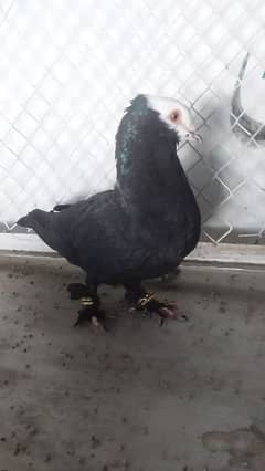 Mukhi pigeon