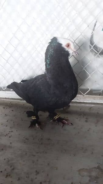 Mukhi pigeon 0