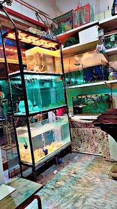 fish aquarium