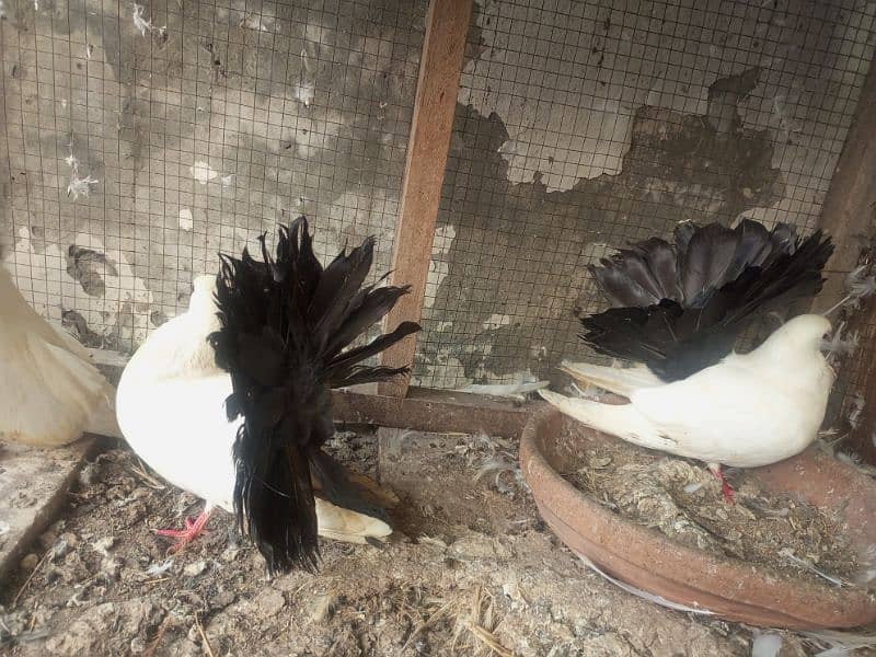 black tail pigeon kabooter pair blacktail luckay lakay 4