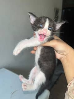 Persian Kittens for sale