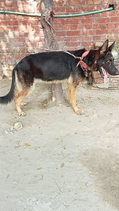 German shepherd female long lenth