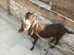 Beetal Goat 1 Month Gabban sath 2 Female Goats Age 4 Months for Sale