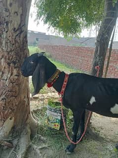 betal goat milki