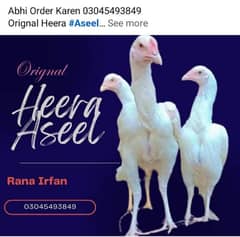 Paper White Heera Aseel