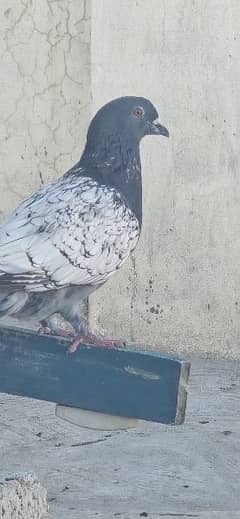 polish pigeon