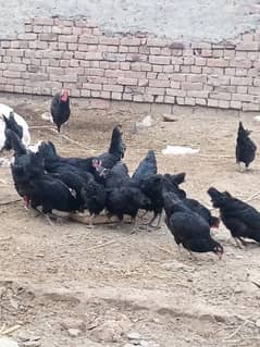 austrolop Australorp australop home breed eggs also available