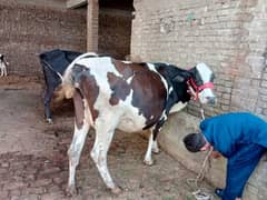 cow pure ferzion mou sa 6 dant