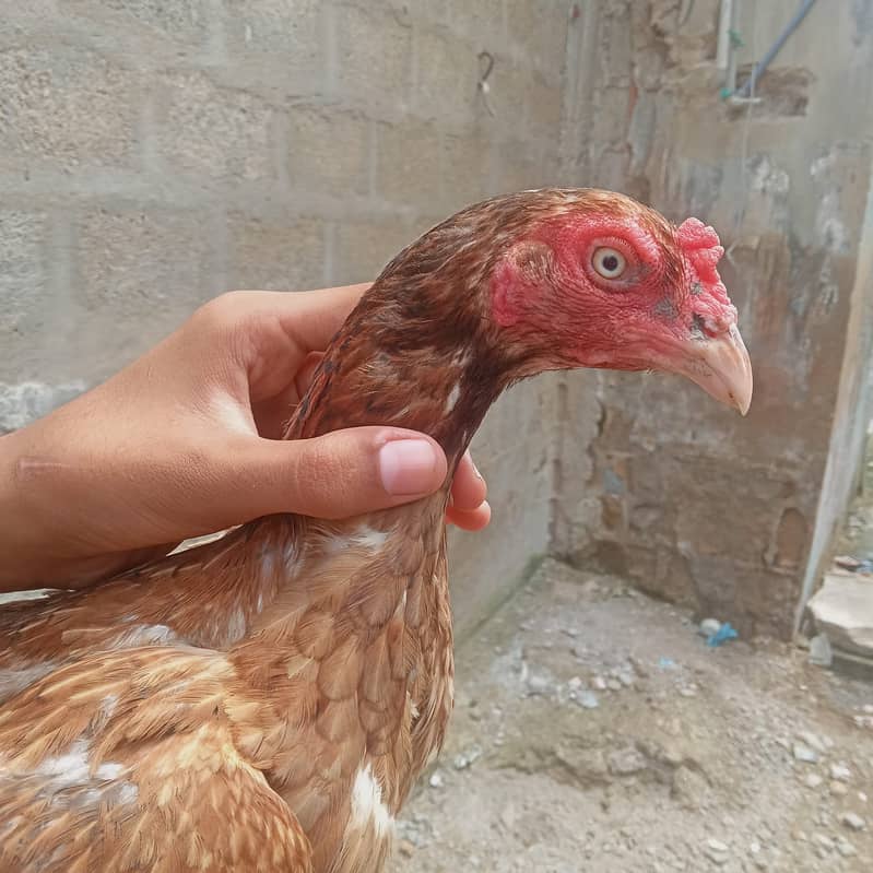 Aseel murgi  Mianwali quality breed Available 0