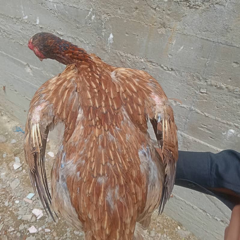 Aseel murgi  Mianwali quality breed Available 1