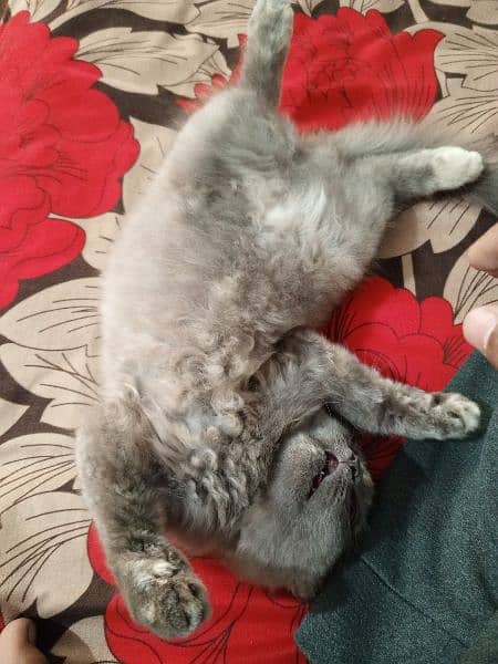 Persian kitten [urgent sale] 2