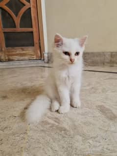 persian kittens triple coated