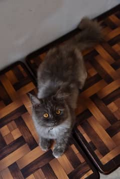 Smoky Grey male kitten