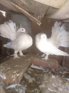 Lakka pure white fancy Pigeon breeder Pair contact 0313-4098531