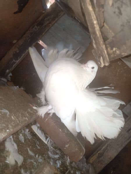 Lakka pure white fancy Pigeon breeder Pair contact 0313-4098531 1