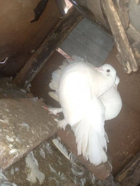 Lakka pure white fancy Pigeon breeder Pair contact 0313-4098531 2