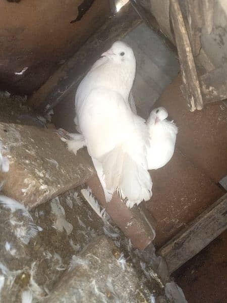 Lakka pure white fancy Pigeon breeder Pair contact 0313-4098531 3