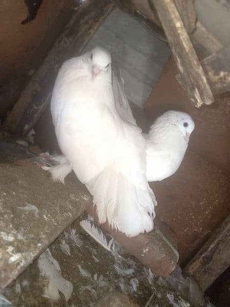 Lakka pure white fancy Pigeon breeder Pair contact 0313-4098531 4