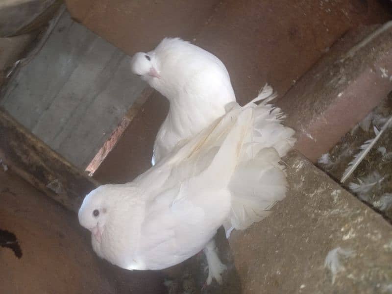 Lakka pure white fancy Pigeon breeder Pair contact 0313-4098531 5