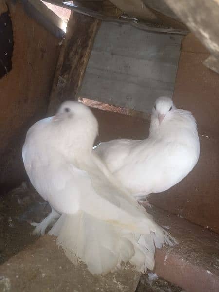 Lakka pure white fancy Pigeon breeder Pair contact 0313-4098531 6