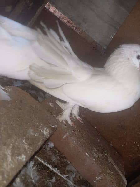 Lakka pure white fancy Pigeon breeder Pair contact 0313-4098531 7