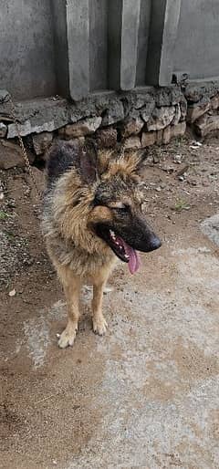 German shepherd