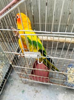 Sun conure red factor