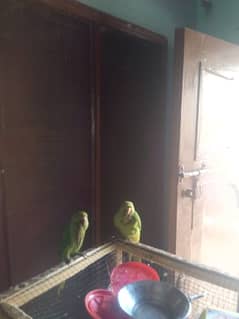 green ring neck parrot