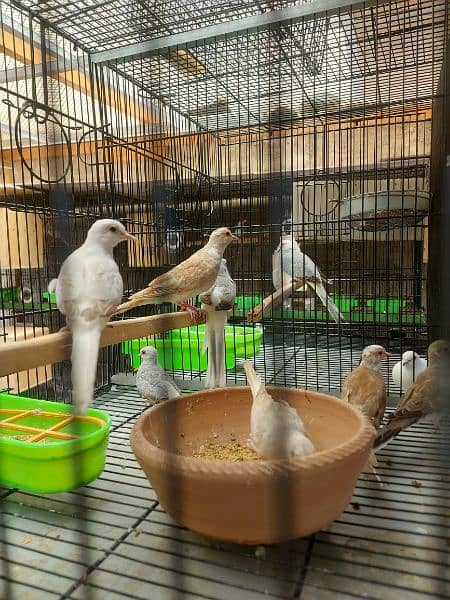 Red Pied dove and blue pied  full wash quality 12