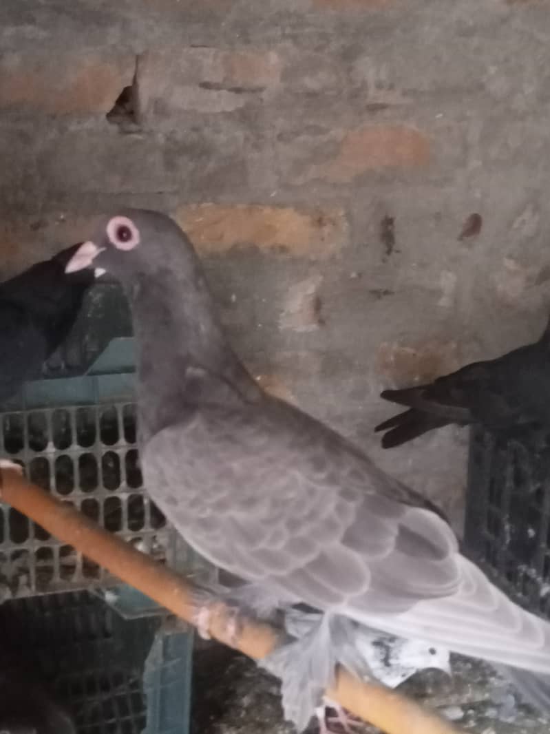 Fancy pigeon and high flying pigeon 3