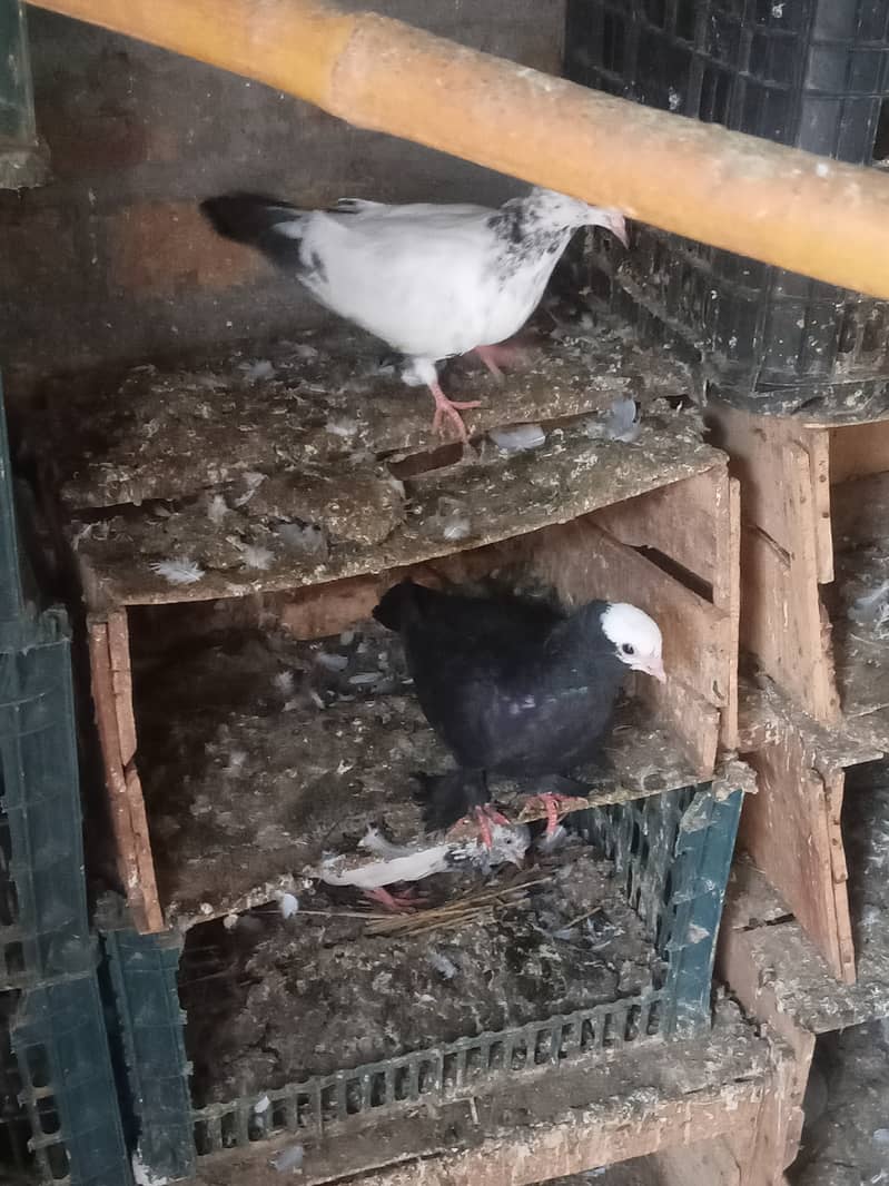 Fancy pigeon and high flying pigeon 9