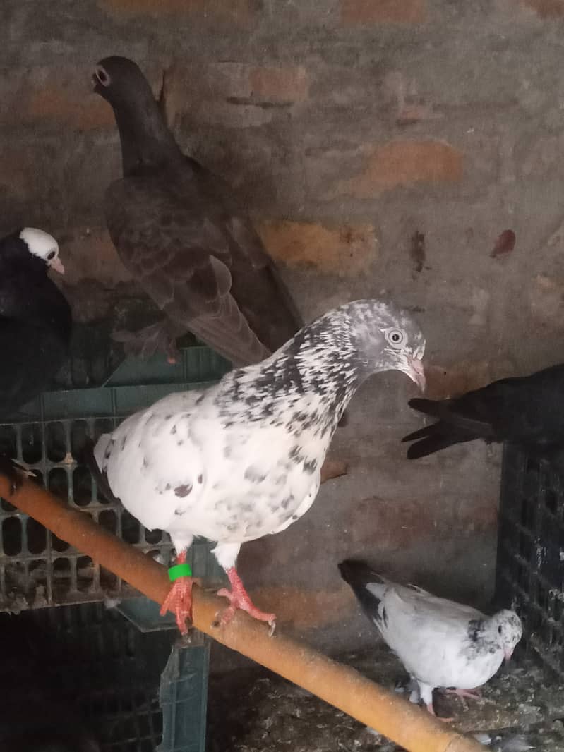 Fancy pigeon and high flying pigeon 11