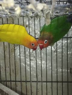 Love Birds breeder pair parrots 0321 6000426