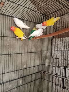 Lovebirds breeder pairs available