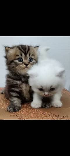 persian kittens for sale, very friendly, triple coated