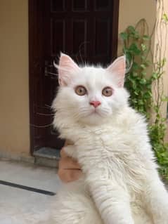 persian cats odd eyes female and male