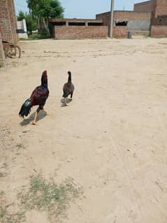 Pure Mianwali Assel pair good and healthy