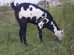 Desi Bakri (Goat) for sale