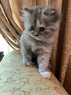 Light Gray and White color Female kitten (Tripple Coated)