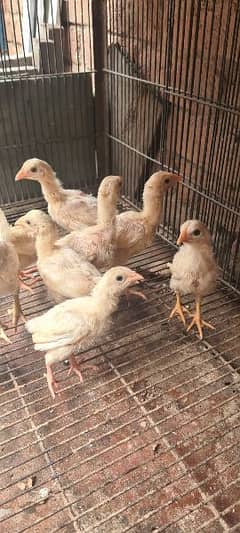 Aseel Heera Chicks And Male 0