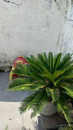 kangi palm