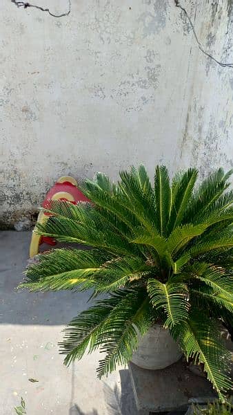 kangi palm 0