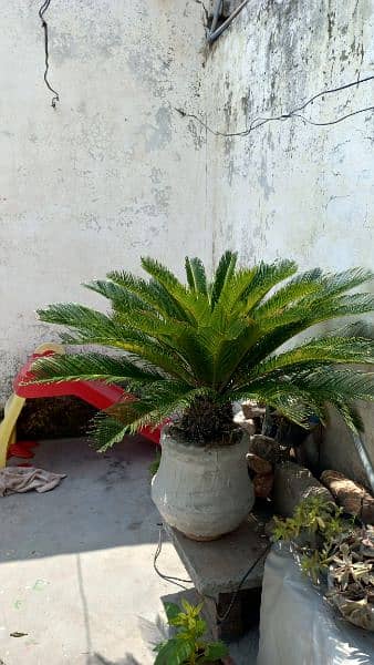 kangi palm 1