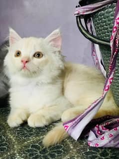 persian kittens triple coat