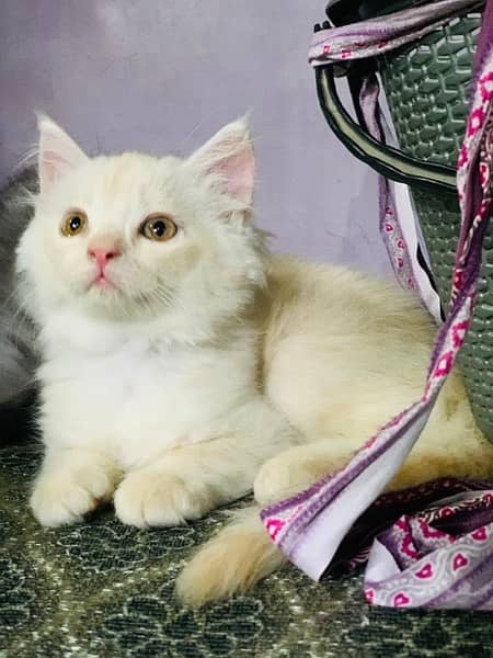 persian kittens triple coat 0