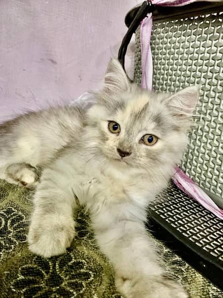 persian kittens triple coat 1