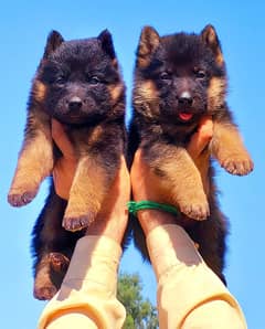 German Shepherd | German Shepherd puppies | long coated | 55 days 0