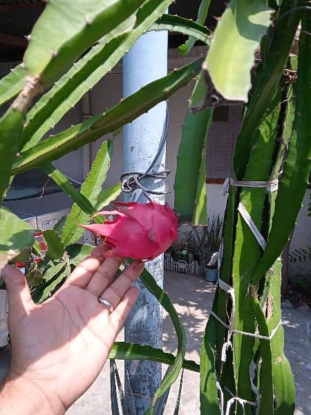 get Plant with Dragon Fruit as well 11