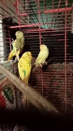 bajri parrots 0