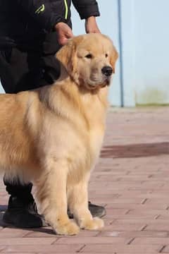 Golden retriever male